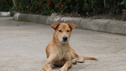 തിരുവനന്തപുരം പെരുമാതുറയിൽ തെരുവുനായ ആക്രമണം; എട്ട് പേർക്ക് പരിക്ക്, ചികിത്സയിൽ