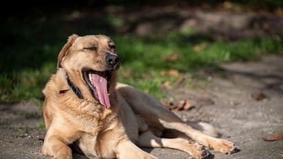  തെരുവ് നായ ആക്രമണം; മണിക്കൂറുകൾക്കുള്ളിൽ നായ കടിച്ചത് 12 പേരെ, സംഭവം കോഴിക്കോട് വടകരയിൽ
