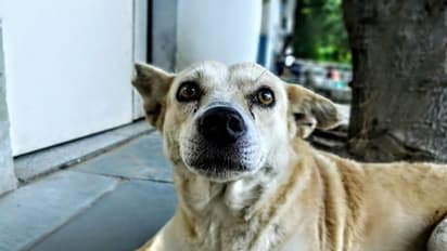   സാധനങ്ങള്‍ വാങ്ങി മടങ്ങവേ തെരുവുനായയുടെ കടിയേറ്റു, ആറാം ക്ലാസ് വിദ്യാര്‍ത്ഥി ചികിത്സയില്‍