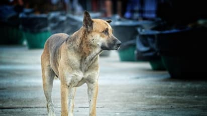 അട്ടപ്പാടിയിൽ മൂന്നു വയസ്സുകാരനെ കടിച്ച തെരുവുനായയ്ക്ക് പേവിഷ ബാധ