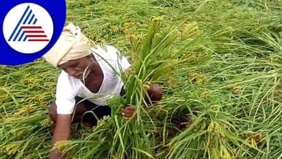 Heavy Rain: ಕೋಲಾರದಲ್ಲಿ ಅಬ್ಬರಿಸಿ ಬೊಬ್ಬಿರಿಯುತ್ತಿರುವ ಮಳೆರಾಯ