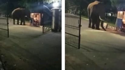 பாரதியார் பல்கலை வளாகத்திற்குள் புகுந்த ஒற்றை யானை...! காவலாளி அறைக்கு சென்றதால் அலறி அடித்து ஓடிய வாட்ச்மேன்