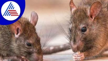 ಡೆಂಘೀ ಆಯ್ತು, ಈಗ ಹಾವೇರಿಯಲ್ಲಿ ಇಲಿ ಜ್ವರ ಪತ್ತೆ