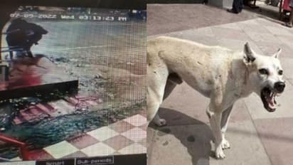 കാട്ടാക്കടയില് തെരുവ് നായ് ആക്രമണം; കുട്ടികള് ഉള്പ്പെടെ നാല് പേര്ക്ക് പരിക്ക്