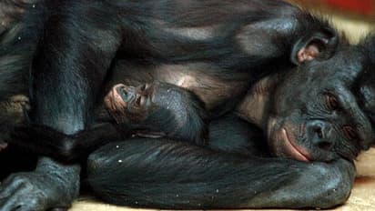 മനുഷ്യ സാമീപ്യമില്ലാതായപ്പോള്‍ ഒലിവ് ബബൂണുകൾ കൂടുതല്‍ ലൈംഗീകത പ്രകടിപ്പിച്ചതായി പഠനം 