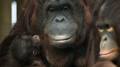 తల్లిని కాపాడేందుకు పిల్ల గొరిల్లా సాహసం.. ఫైటింగ్ జరుగుతుండగానే మధ్యలోకి.. వీడియో వైరల్