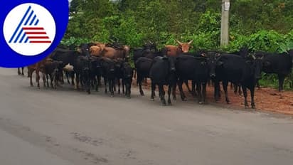 Chikkamagaluru: ವಾಹನಕ್ಕೆ ಬಿಡಾಡಿ ದನಗಳು ಬಲಿ, ಕಳೆದ 20 ದಿನದಲ್ಲಿ 50ಕ್ಕೂ ಹೆಚ್ಚು ರಾಸುಗಳು ಸಾವು!