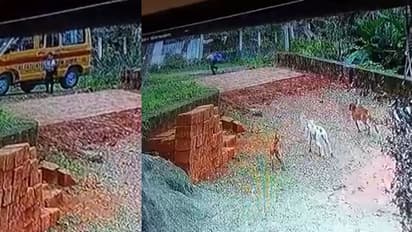 സ്കൂൾ വാനിൽ നിന്നിറങ്ങി, പിന്നാലെ പാഞ്ഞടുത്ത് മൂന്ന് നായ്ക്കൾ, രക്ഷപ്പെട്ടത് തനാരിഴയ്ക്ക്- സിസിടിവി വീഡിയോ