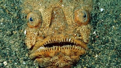 உலகிலேயே அதிக நச்சுத்தன்மை கொண்ட மீன்களை பற்றி உங்களுக்கு தெரியுமா..??