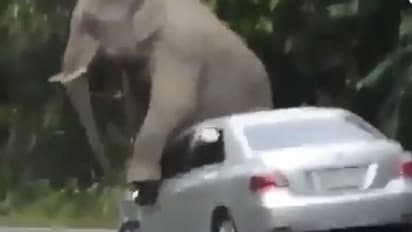 Viral Video: ದೇಹ ಉಜ್ಜಿಕೊಳ್ಳಲು ಕಾರನ್ನೇ ಹಾಳುಮಾಡಿದ ಆನೆ..! ನೆಟ್ಟಿಗರ ಪ್ರತಿಕ್ರಿಯೆ ಹೀಗಿದೆ..