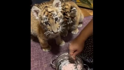 3 மாத புலிக்குட்டி வேணுமா.. அப்படினா 25 லட்சம் கொடுங்க.. ஸ்டேட்டஸ் வைத்து தனக்கு தானே ஆப்பு வைத்த இளைஞர்