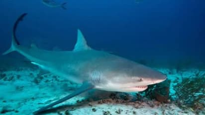 സ്രാവ് ആക്രമണം, വിനോദയാത്രക്കെത്തിയ സ്ത്രീ കൊല്ലപ്പെട്ടു... 