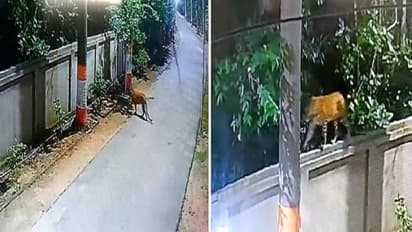 गोंडा डीएम के आवास में फिर से घुसा तेंदुआ, 3 दिनों से दहशत में हैं कर्मचारी, वायरल हुआ सीसीटीवी फुटेज