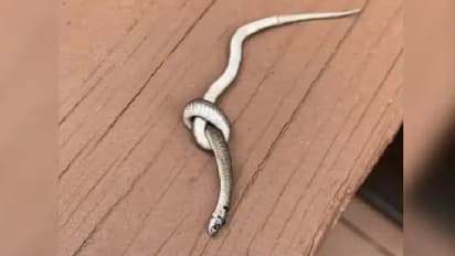 കെട്ട് പിണഞ്ഞുകിടക്കുന്ന പാമ്പ്; ഇതെന്ത് സംഭവമെന്ന് ആളുകള്‍...