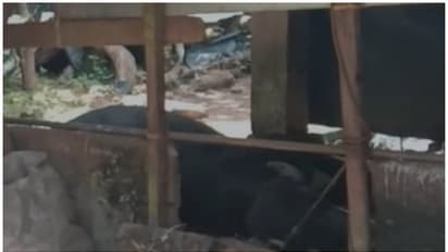 കോട്ടയത്ത് പേവിഷബാധയുടെ ലക്ഷണങ്ങൾ പ്രകടിപ്പിച്ച പോത്ത് ചത്തു, ജാഗ്രതാ നിർദ്ദേശം 