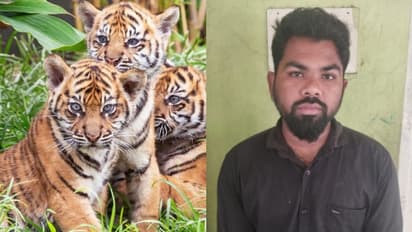 കടുവക്കുഞ്ഞിനെ വില്ക്കാനുണ്ട്, വില 25 ലക്ഷം! ; പൂച്ചയ്ക്ക് നിറമടിച്ച് തട്ടിപ്പ്, യുവാവ് പിടിയില്