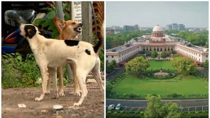 കേരളത്തിൽ തെരുവ് നായ പ്രശ്നം ഗുരുതരമെന്ന് സുപ്രീംകോടതി: ഇടക്കാല ഉത്തരവ് സെപ്തംബർ 28-ന്