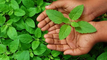 10 सितंबर को भादौ मास का अंतिम दिन, ये 4 काम बढ़ा सकते हैं आपके परिवार की खुशियां