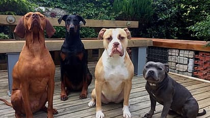 ഉടമകൾക്ക് ഭയം; പിറ്റ് ബുൾ നായകളെ തെരുവിൽ ഉപേക്ഷിക്കുന്നു, വൃദ്ധയെ ആക്രമിച്ച് കൊന്നതിന് പിന്നാലെ