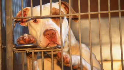 Are Pitbulls dangerous or misunderstood? Here are five things you should know about the breed