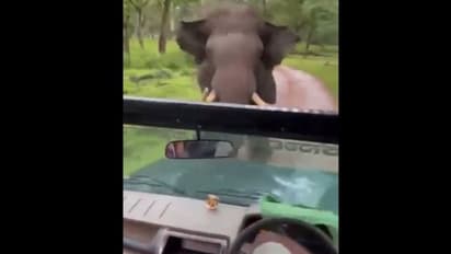 जंगल में घूमने आए पर्यटकों को देखकर गुस्सा हो गए गजराज, वीडियो में देखिए कैसे उन्हें खदेड़कर किया बाहर 