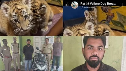 'കടുവാക്കുഞ്ഞുങ്ങൾ വിൽപനയ്ക്ക്', സാമൂഹിക മാധ്യമങ്ങളിൽ പരസ്യവുമായി യുവാവ്; കയ്യോടെ പൊക്കി വനം വകുപ്പ്