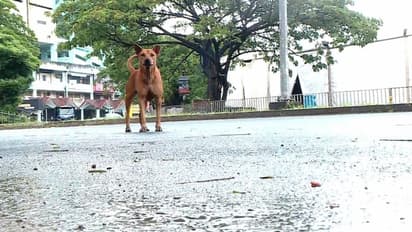 നായ കുറുകെ ചാടി, സ്കൂട്ടറിൽ നിന്ന് വീണ വീട്ടമ്മയുടെ കാൽ ഒടിഞ്ഞു തൂങ്ങി
