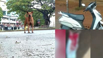 തൃശ്ശൂരിൽ നായ കുറുകെ ചാടി, സ്കൂട്ടർ യാത്രക്കാരന് പരിക്ക്