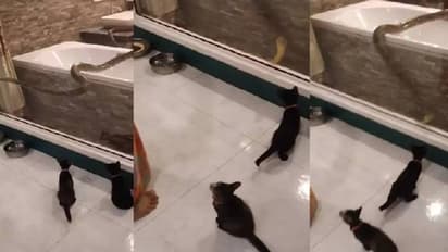 കുളിമുറിക്കുള്ളിൽ പെരുമ്പാമ്പ്, ഭയന്നരണ്ട് വീട്ടുകാരും പൂച്ചക്കുട്ടികളും