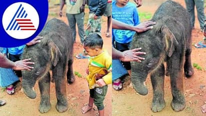 Kanakapura; ತಾಯಿ ಆನೆ ನಿಧ​ನ, ದನದ ಹಿಂಡಿನ ಜೊತೆ ಬಂದ ಅನಾ​ಥ​ವಾದ ಮರಿ ಆನೆ ರಕ್ಷಣೆ