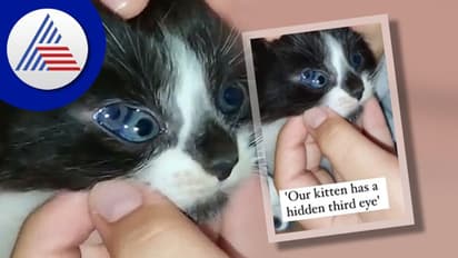 ಮೂರು ಕಣ್ಣಿನ ಬೆಕ್ಕಿನ ಮರಿ ಜನನ: ಇಂಟರ್‌ನೆಟ್‌ನಲ್ಲಿ ಫುಲ್ ವೈರಲ್‌