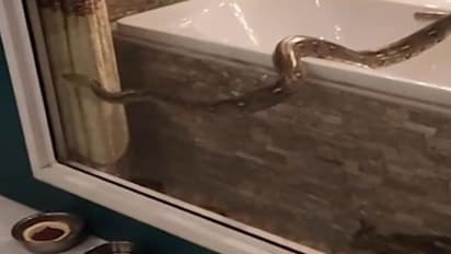 बाथरूम गई महिला को बाथटब पर दिखा बड़ा सा सांप, लंबाई देख रेस्क्यू टीम भी दंग