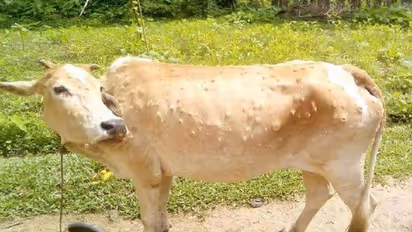 Lumpy disease: Mumbai Police restricts cattle movement in city; all about it