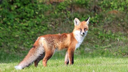 കാസർകോട് തെരുവ് നായക്ക് പിന്നാലെ കുറുക്കന്റെ ആക്രമണം; ആളുകൾക്കും വളർത്തുമൃഗങ്ങൾക്കും കടിയേറ്റു