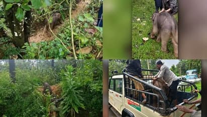 'കൂട്ടം തെറ്റി കിടങ്ങിൽ വീണു'; ആനക്കുട്ടിയെ കരയ്ക്ക് കയറ്റി അമ്മയാനയ്ക്കൊപ്പമെത്തിച്ച് വനം വകുപ്പ് ഉദ്യോഗസ്ഥർ