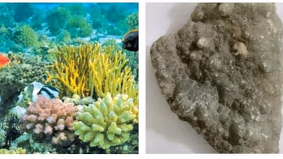 ஒரு கிராம் ரூ.2500, அந்தமான் பவளப்பாறை கோவையில் விற்பனை...! அதிரடியாக பறிமுதல் செய்த வனத்துறை