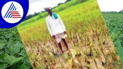 ನಿರಂತರ ಮಳೆ; ನೀರಿನಲ್ಲಿ ಕೊಳೆಯುತ್ತಿದೆ ಸೋಯಾ