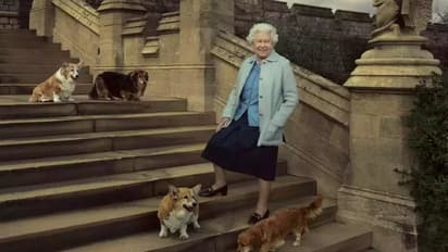 ರಾಣಿ ಅಗಲಿಕೆಯಿಂದ ಅನಾಥವಾದ ಕೊರ್ಗಿ ಶ್ವಾನಗಳು... 