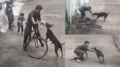 കോഴിക്കോട്ട് കുട്ടിക്ക് നേരെ കുതിച്ചുചാടി തെരുവ് നായ, വീണപ്പോൾ കടിച്ചു വലിച്ചു, സിസിടിവി ദൃശ്യങ്ങൾ പുറത്ത്