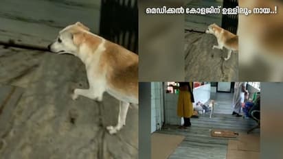 ആലപ്പുഴ മെഡി.കോളേജിലെ ഐസിയുവിന് മുന്നിലും തെരുവ് നായ ശല്യം