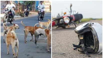 തെരുവുനായ കുറുകെച്ചാടി, ബൈക്ക് മറിഞ്ഞു; കോഴിക്കോട്ട് അമ്മയ്ക്കും മകനും പരിക്ക്