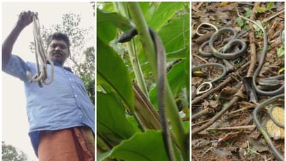 200ഓളം പാമ്പുകള് സംരക്ഷിക്കുന്ന തോട്ടം; അകത്ത് കയറാന് ആരും വിറയ്ക്കും, ബിജുവിന്റെ സ്വന്തം പാമ്പുകള്!