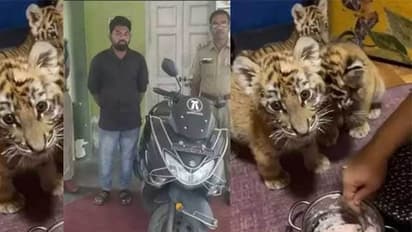 ಅಬ್ಬಾ ಹಣಕ್ಕಾಗಿ ಏನ್ ಬೇಕಾದ್ರೂ ಮಾಡ್ತಾರೆ: ಬೆಕ್ಕಿನ ಮರಿಗೆ ಬಣ್ಣ ಹಚ್ಚಿ ಹುಲಿಯೆಂದು ಮಾರಲೆತ್ನಿಸಿದವ ಅಂದರ್