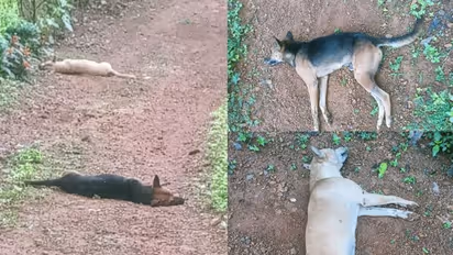 കോട്ടയത്ത് നായ്ക്കൾ കൂട്ടത്തോടെ ചത്തതിൽ അന്വേഷണം; വെള്ളൂർ പൊലീസ് കേസെടുത്തു