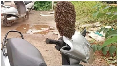 വഴിയരികിലെ സ്കൂട്ടറിൽ മണിക്കൂറുകൾക്കകം കൂടുകൂട്ടി കാട്ടുതേനീച്ചകൾ; ഇതെന്ത് മറിമായമെന്ന് നാട്ടുകാർ