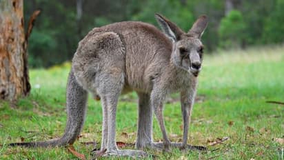 വളര്‍ത്തിയ ആളെ തന്നെ ആക്രമിച്ച് കൊന്ന് കംഗാരു, 86 വര്‍ഷത്തിനിടെ ആദ്യ സംഭവം!