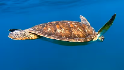 SEX पावर और जवानी बढ़ाने के लिए लोग खा रहे हैं इस जानवर का चिप्स, कीमत जान उड़ जाएंगे होश