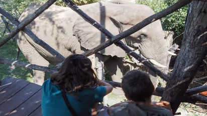जयपुर में कचोरी खाने के बाद हाथी को आ गया गुस्सा..खिलाने वाला की जो हालत करी.... देखकर सहमे लोग