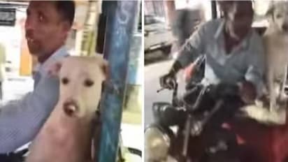 ഓരോ യാത്രയിലും കൂട്ടായി നായ, ഇ റിക്ഷാ ഡ്രൈവറുടെ വീഡിയോ വൈറലാവുന്നു