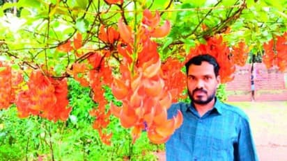 അഗ്നിപുഷ്പം വിരിഞ്ഞു നിൽക്കുന്നത് കാണണോ..? വണ്ടൂരിലേക്ക് വരൂ!